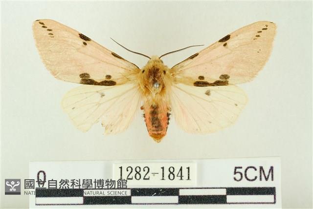 棍棒污燈蛾藏品圖，第1張