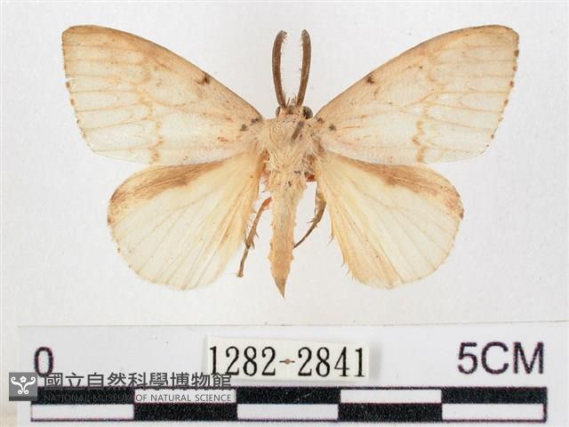 木毒蛾藏品圖，第1張