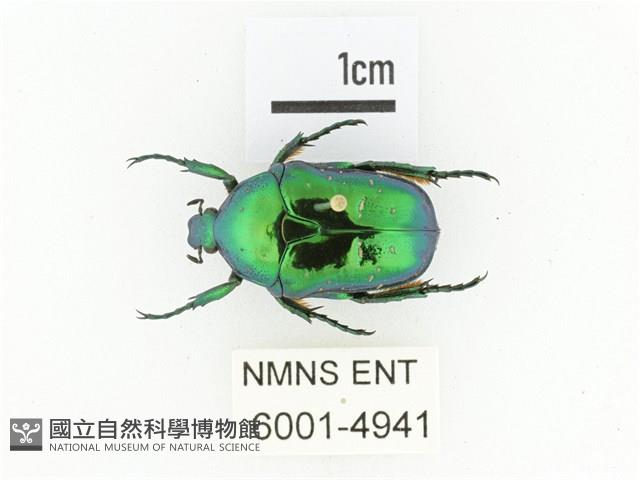 藍艷白點花金龜藏品圖，第1張