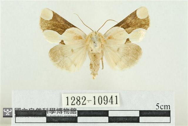 臺灣斑蕊夜蛾藏品圖，第1張