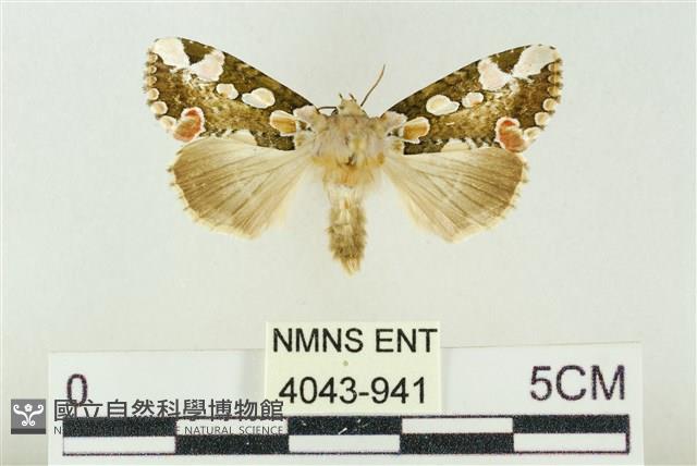 連珠波紋蛾藏品圖，第1張