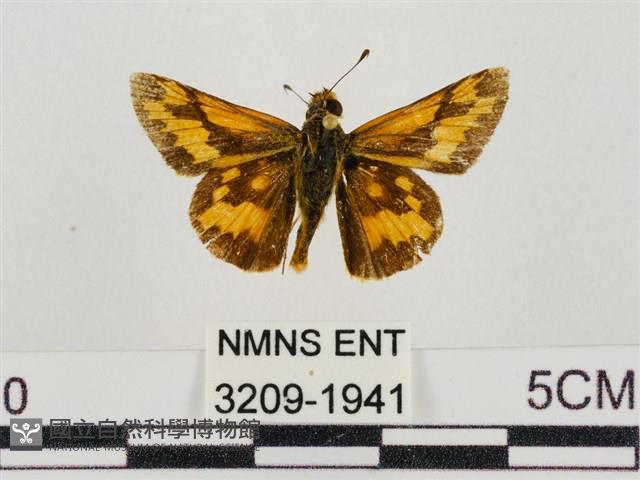 淡黃斑弄蝶藏品圖，第1張