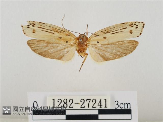 線紋篩蛾藏品圖，第1張