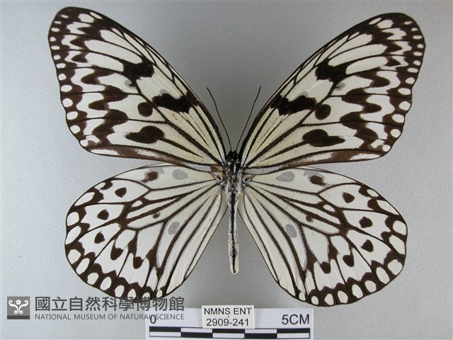 大白斑蝶藏品圖，第1張
