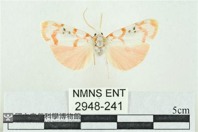 臺雪苔蛾藏品圖，第1張