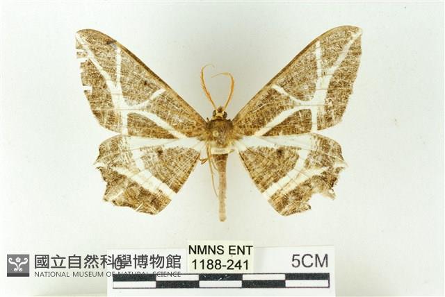 樹形尺蛾藏品圖，第1張