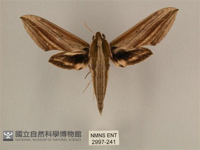 棕綠背線天蛾藏品圖，第1張