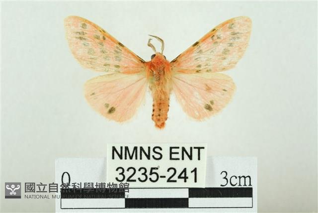 三條橙燈蛾藏品圖，第1張