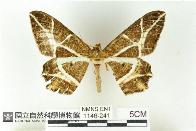 樹形尺蛾藏品圖，第1張