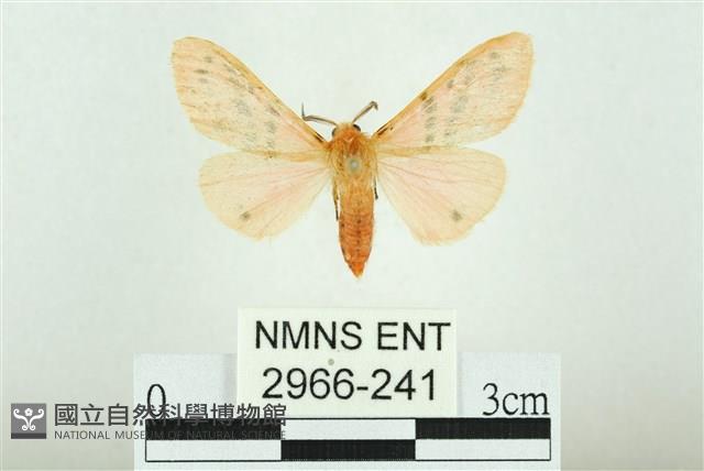 三條橙燈蛾藏品圖，第1張