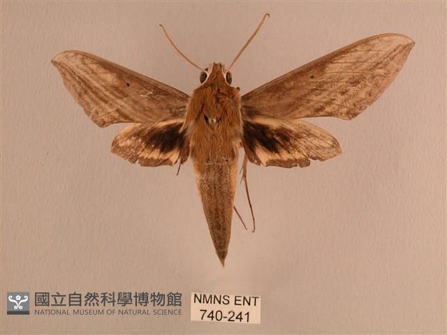 背線天蛾藏品圖，第1張