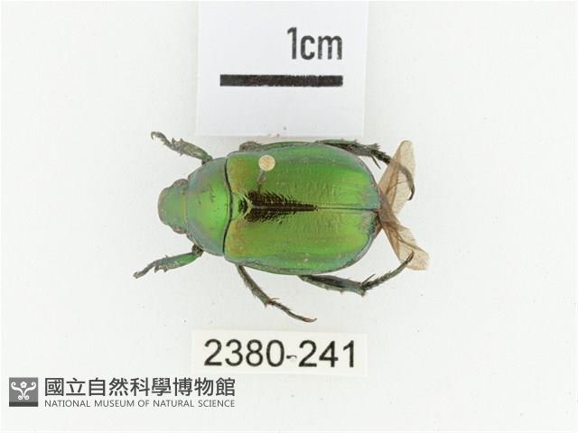 艷金龜藏品圖，第1張