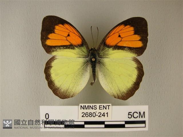 異粉蝶、雌白黃蝶藏品圖，第1張