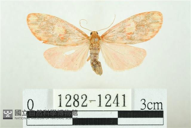 三色豔苔蛾藏品圖，第1張