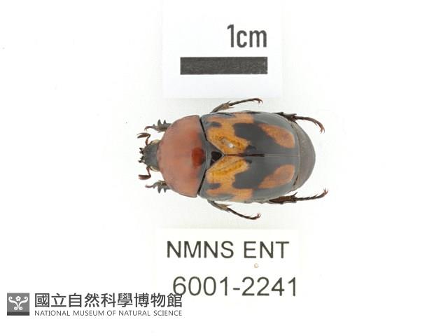 斑翅四齒金龜藏品圖，第1張