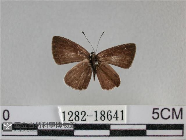 黑星灰蝶藏品圖，第1張