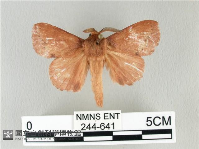 馬尾松枯葉蛾藏品圖，第1張