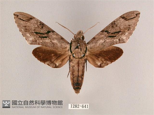 細斜紋霜天蛾藏品圖，第1張