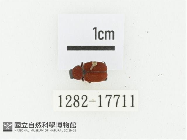 血紅虎斑花金龜藏品圖，第1張