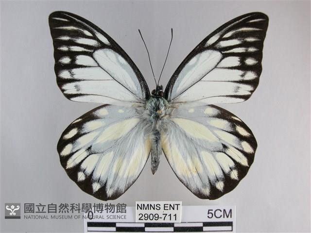 鋸粉蝶藏品圖，第1張