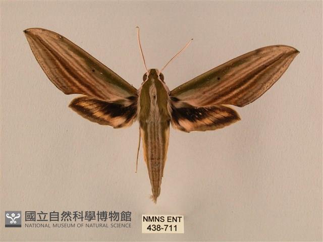 棕綠背線天蛾藏品圖，第1張