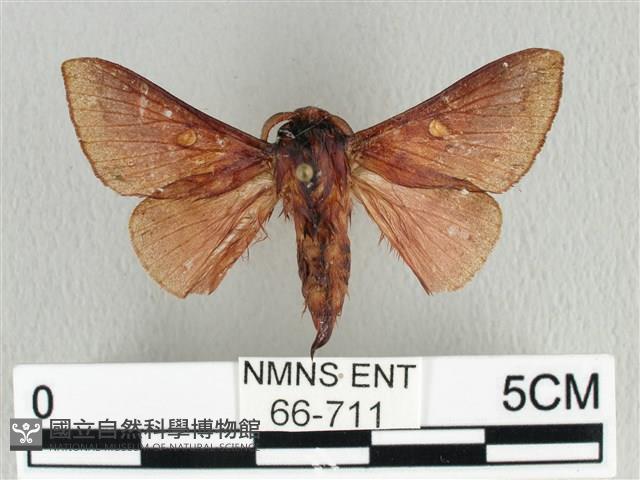 月斑枯葉蛾藏品圖，第1張