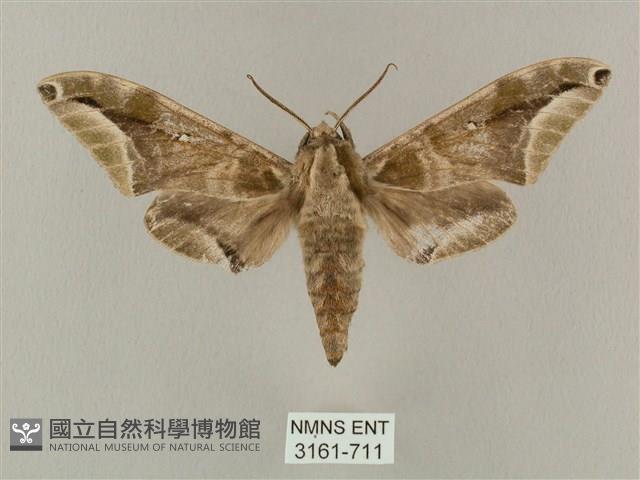 白點天蛾 藏品圖，第1張