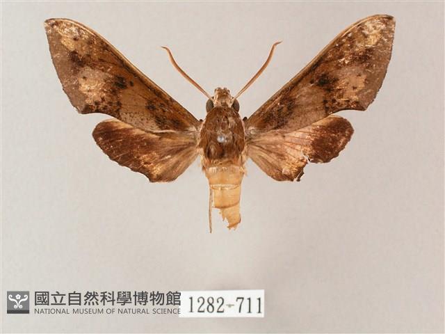 雙斑白肩天蛾藏品圖，第1張