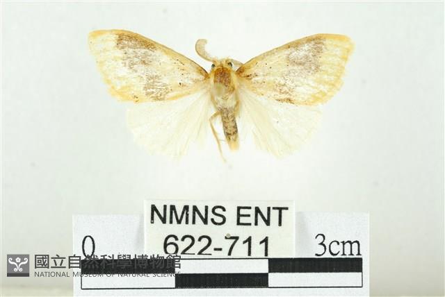 寬紋黃毒蛾藏品圖，第1張