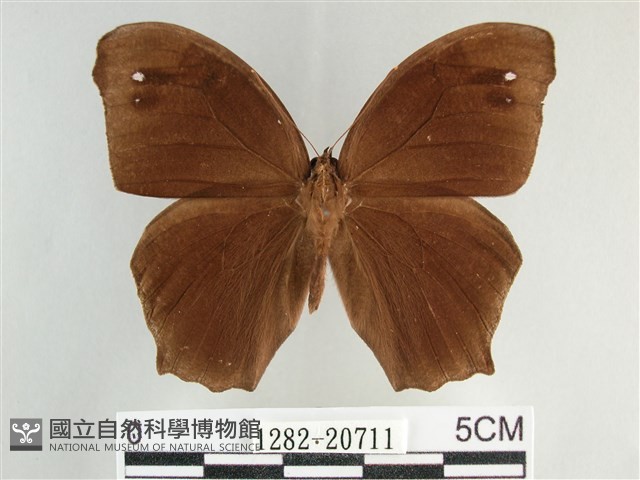 森林暮眼蝶、黑樹蔭蝶藏品圖，第1張