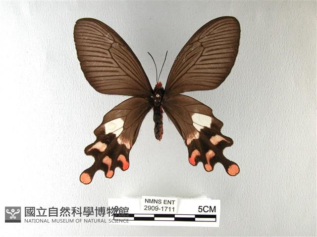 多姿麝鳳蝶藏品圖，第1張