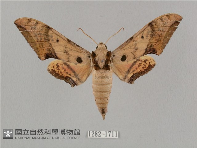廣東鷹翅天蛾藏品圖，第1張