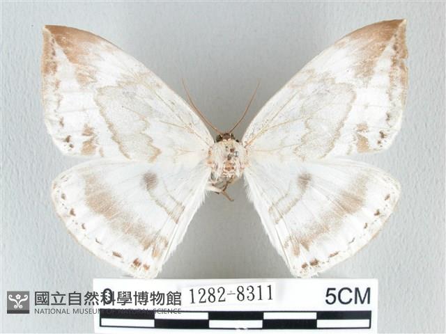 圓翅大鉤蛾藏品圖，第1張