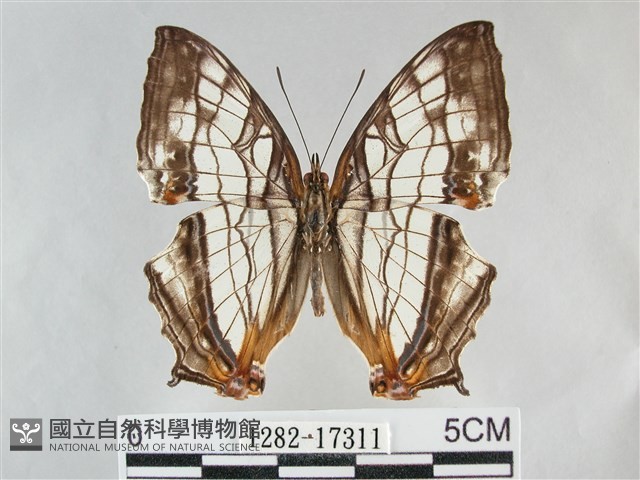 網絲蛺蝶、石牆蝶藏品圖，第1張