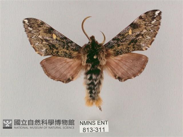 井上氏絨毛天蛾藏品圖，第1張