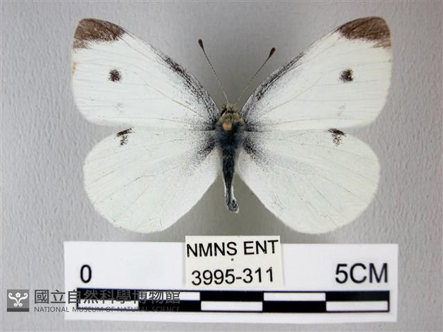 白粉蝶、紋白蝶藏品圖，第1張