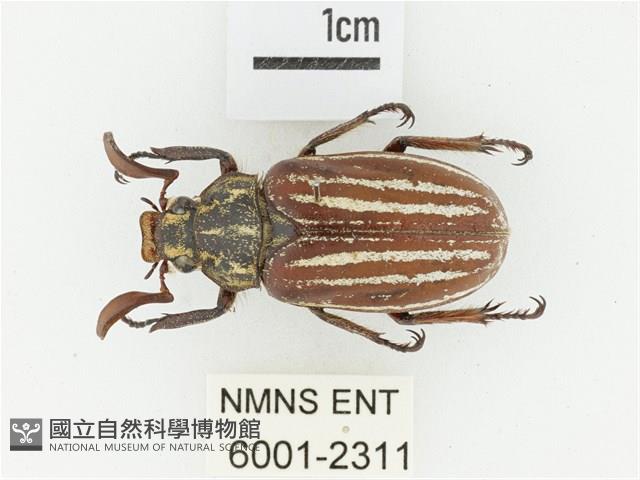 臺灣白條金龜藏品圖，第1張