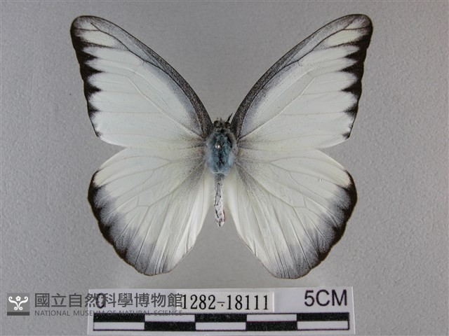 異色尖粉蝶藏品圖，第1張