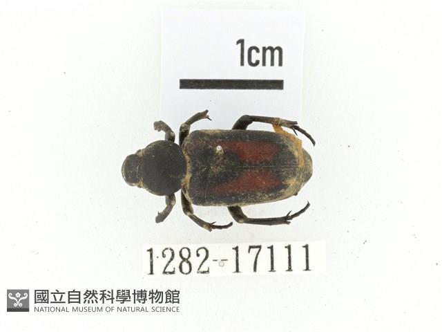 臺灣跗花金龜藏品圖，第1張