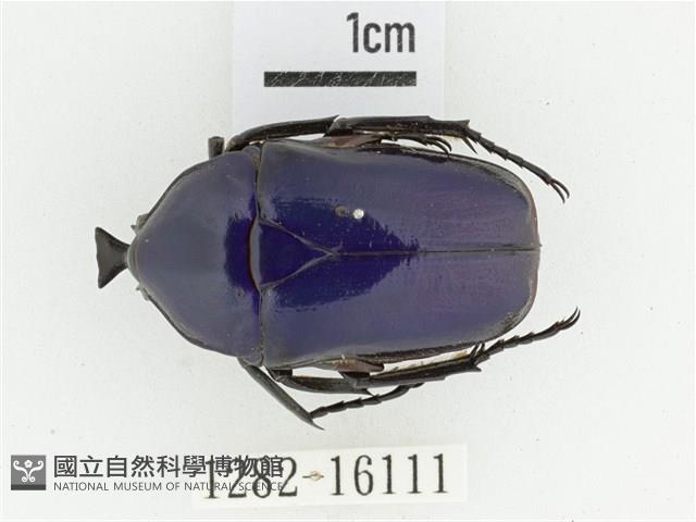 臺灣扇角金龜藏品圖，第1張