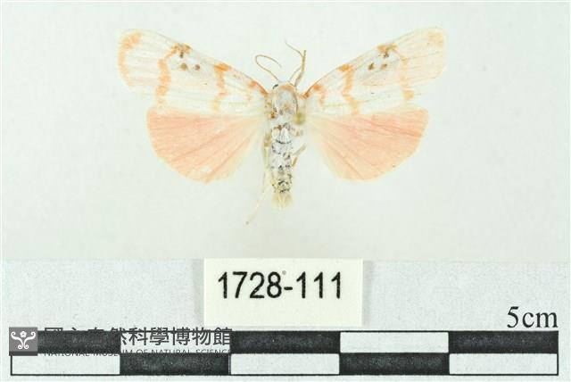 臺雪苔蛾藏品圖，第1張