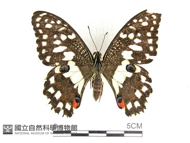 花鳳蝶、無尾鳳蝶藏品圖，第1張