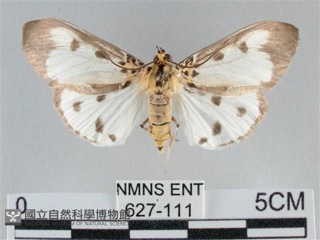 長斑擬燈蛾藏品圖，第1張