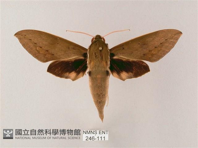 間斷斜紋天蛾藏品圖，第1張