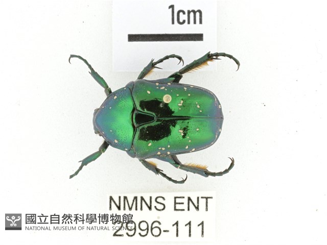 藍艷白點花金龜藏品圖，第1張