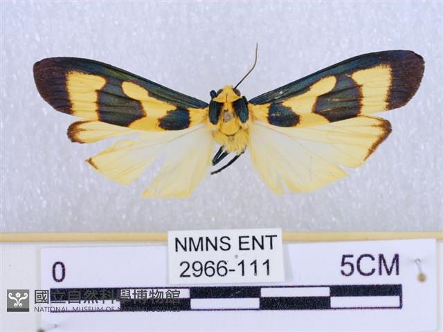 閃光苔蛾藏品圖，第1張