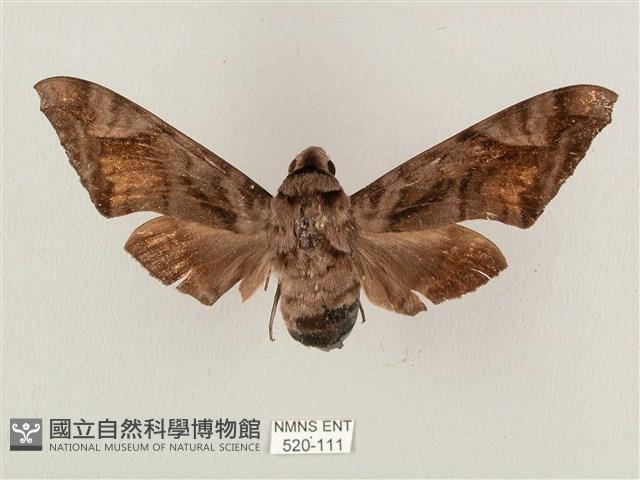 全緣缺角天蛾藏品圖，第1張