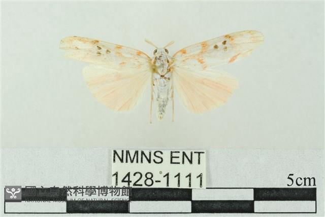 臺雪苔蛾藏品圖，第1張