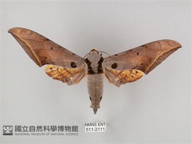 圓斑鷹翅天蛾藏品圖，第1張