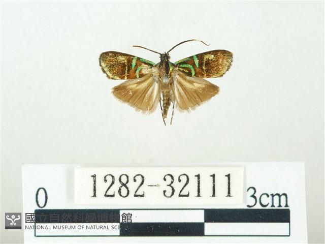 叉紋閃舞蛾藏品圖，第1張